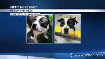 Pet of the Week: Neptune
