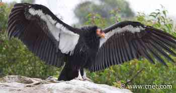 Surprise discovery: California condors hatched chicks from unfertilized eggs     - CNET