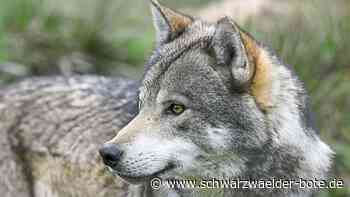 Mögliche Sichtung in Wildberg: War es ein Wolf am Waldesrand?