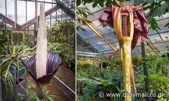 'Penis plant' that smells like rotting meat blooms at a botanical garden in the Netherlands