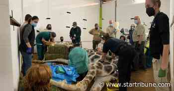Successful surgery for Skeeter the giraffe