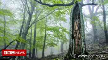 Climate change: Human activity makes forests emit carbon