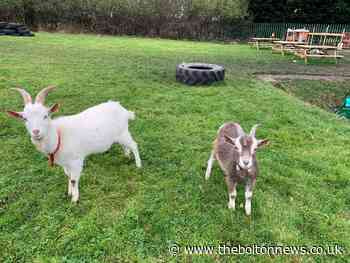 Lever Park Academy welcomes Horwich community to calming farm - The Bolton News