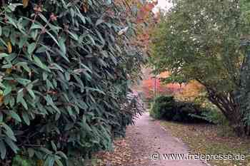 Radikaler Rückschnitt im Reichenbacher Park des Friedens - Freie Presse