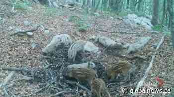 Prince Albert Nation Park potential wild boar breeding ground: expert