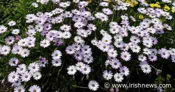 Casual Gardener: Irish Garden Plant Society celebrating Irish horticultural history - The Irish News