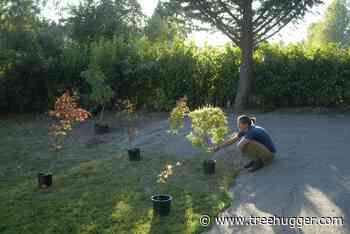 4 Common New Gardener Mistakes—and How to Avoid Them - Treehugger