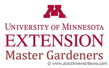 Ask a Master Gardener: Preserving Small Harvests: Canning v. Fermenting - Duluth News Tribune