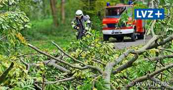 Sturmschäden in Oschatz: Feuerwehr, Stadtgärtner und Bauhof räumen auf - Leipziger Volkszeitung