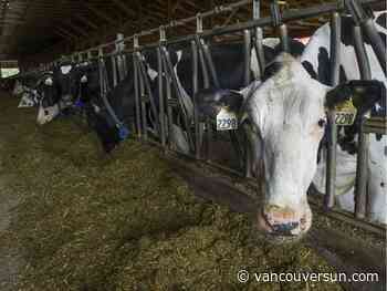 Fraser Valley dairy farm's licence suspended after animal-cruelty allegations - Vancouver Sun