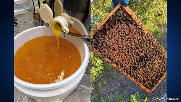 February winter storm made for an un-bee-lievably bad Texas honey season