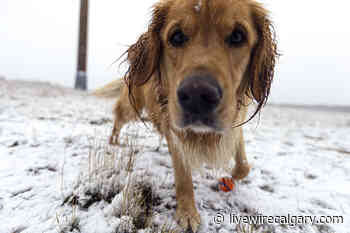 Photos: First snowfall at Calgary's Nose Hill Park - LiveWire Calgary