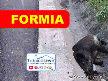 Formia, cinghiale investito. Pericoli alla sicurezza stradale » Tuttogolfo - Tutto Golfo