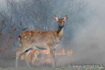 Siccità e incendi, Ispra chiede limitazioni alla caccia - Armi e Tiro - Armi e Tiro