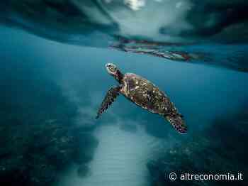 Lo stato di salute della biodiversità in Italia secondo l'Ispra - Altreconomia - Altreconomia