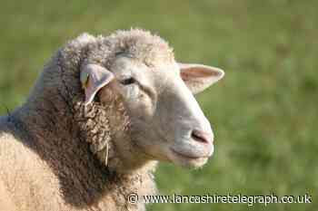 Dog walkers reminded to keep pets on leads following sheep death in Bacup