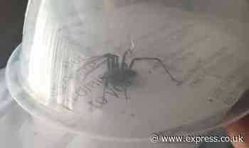 UK family's horror at massive house spider 'size of a rat' - Express