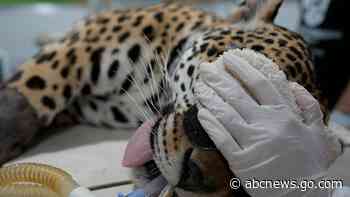Brazil scientists test frozen jaguar semen to help species