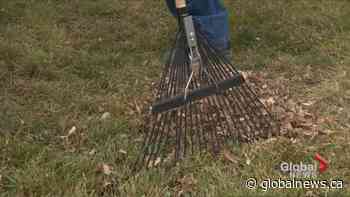 Campaign encourages Calgarians to ‘leave the leaves’ this fall