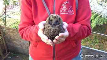 Brutaler Igelkiller in Dresden: Wer hat die Igelmutter und ihre drei Babys getötet? Peta setzt Belohnung aus - RTL Online