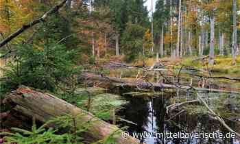 Wanderung auf den Hirschberg - Region Cham - Nachrichten - Mittelbayerische