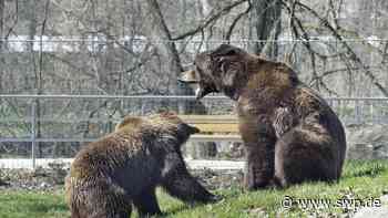 Tiergarten in Ulm: Neues aus dem Tiergarten: Wie geht es mit den Bären weiter? - SWP