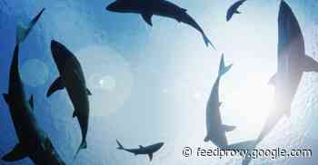 Europol announces “targeting” of 12 suspects in ransomware attacks