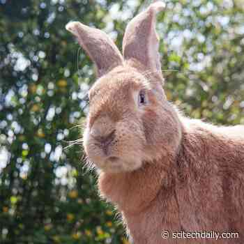 Rabbits the Size of Horses – Why Not?