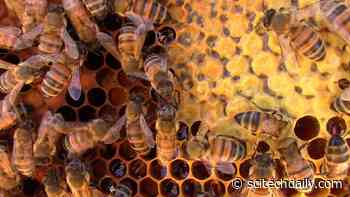 Honeybees Use Social Distancing To Protect Themselves From Parasites