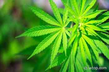 D.C. Council may aid medical marijuana while endangering the pot “gift” economy - WTOP