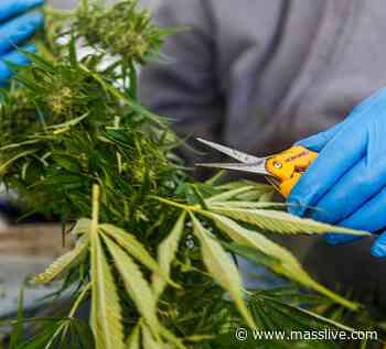 Rhode Island picks 5 medical cannabis dispensaries for licenses - MassLive.com