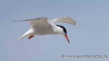 Flussseeschwalben im Fokus - Süddeutsche Zeitung