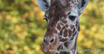 Tiere im Herbst: Besuch im Zoo Neunkirchen - Saarbrücker Zeitung