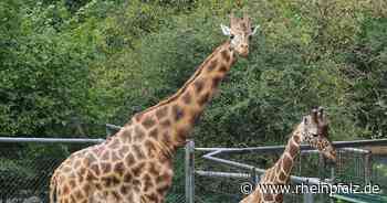 Zoo: Giraffenbulle Gerry überraschend gestorben - Rheinpfalz.de