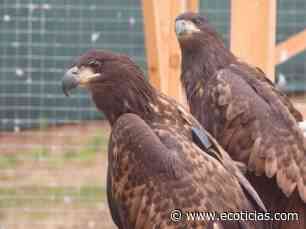 Más pigargos sanos y libres - ECOticias.com