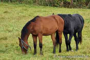 Politie wordt twee keer opgeroepen voor loslopende paarden