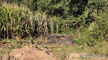 Drama in Sachsen - Rätsel um Maisfeld-Toten geklärt - BILD