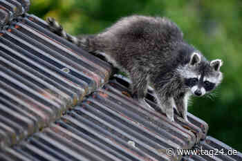 Chemnitz: Waschbären selber jagen? So einfach ist's dann doch nicht - TAG24