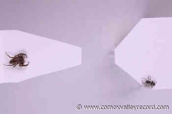 It’s not just you, study finds even some spiders have arachnophobia - Comox Valley Record