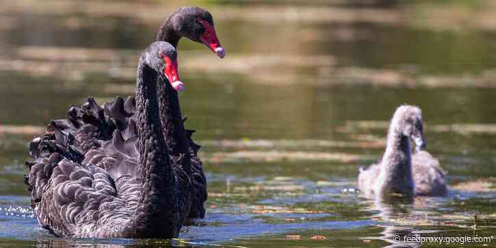North Korea is breeding black swans for people to eat, as the reclusive nation faces a crippling food shortage