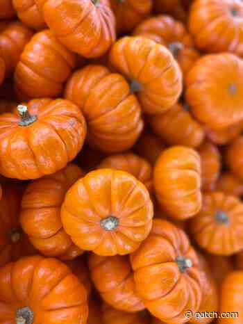 Best Pumpkin Patches Around Upper St. Clair - Patch.com