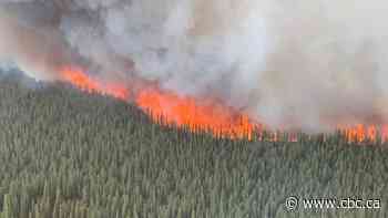 Fire ordinarily helps the boreal forest's black spruce trees. Now it threatens them, too - CBC.ca