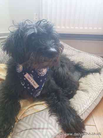 Dog attack at Bolton's Bench New Forest - Daily Echo