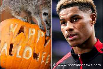 Happy Halloween and Marcus Rashford's birthday – Sunday's sporting social - Barrhead News