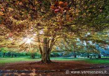 Addio a Giovanni Martinoli: "regalò" il parco Bassetti a Gallarate - varesenews.it