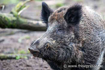 Wildschwein-Rotte fällt in Mittweida ein - Freie Presse