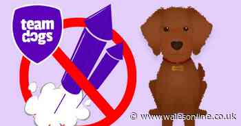 Donate dog food to your local shelter this Bonfire Night instead of buying fireworks - Wales Online