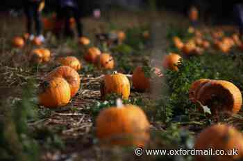 What to do with your Halloween pumpkins to stop food waste - Oxford Mail