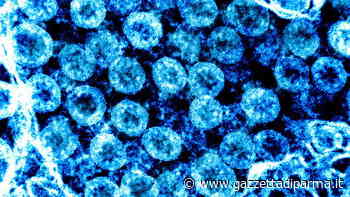 Un decesso a Parma, dove si registra il dato più basso di nuovi contagi in Emilia: +1 - Gazzetta di Parma - Gazzetta di Parma