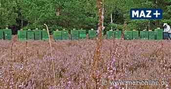 Heidehonig von Imker Rainer Laux aus der Kyritz-Ruppiner Heide - Märkische Allgemeine Zeitung